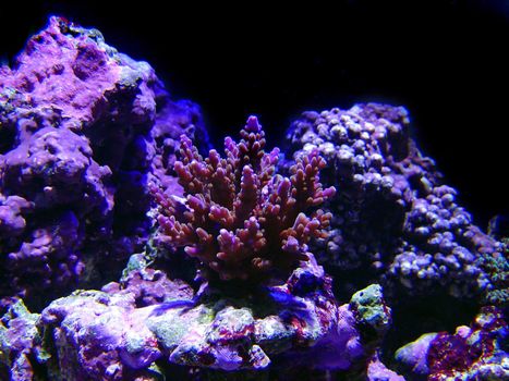 colourful corals
