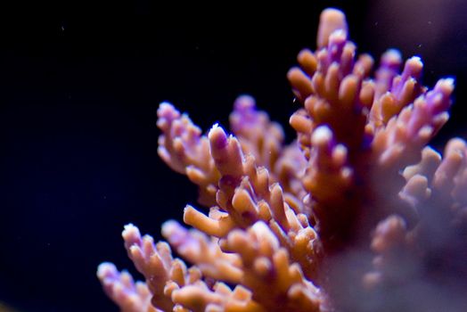 tropical corals