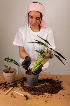 Transplanting a houseplant into a new flower pot.