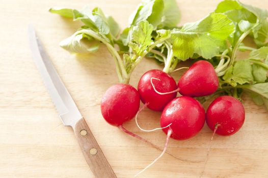 Bunch of fresh crunchy red radishes with leaves