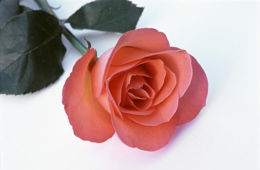 Single romantic red rose on white