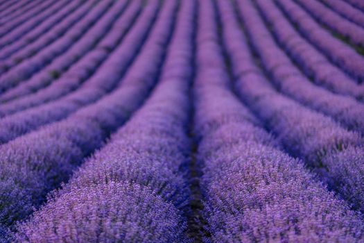 Lavender flower blooming scented fields in endless rows.