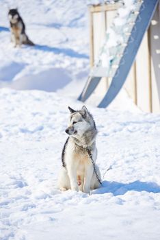 Sled dogs in city of Ilulissat - Greenland. Sled dog - 7000 sled dogs in the city of Ilulissat, at city with a population of 4500 people, Greenland, Denmark. The month of May.