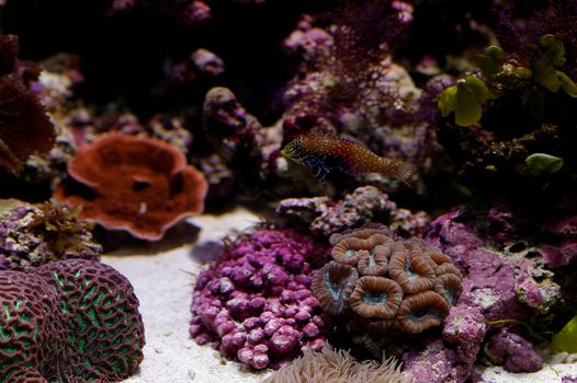 colourful corals