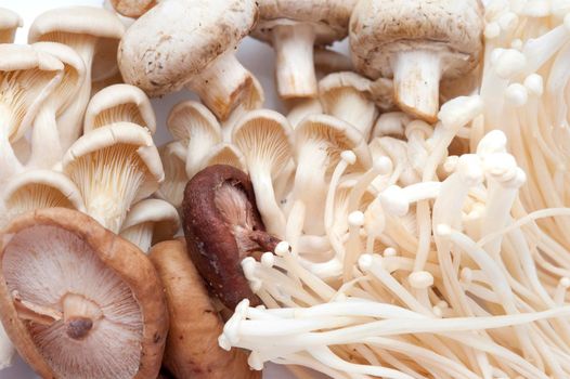 Assorted fresh edible mushrooms