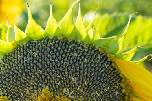 Ripe sunflower with black seeds close-up on the field.