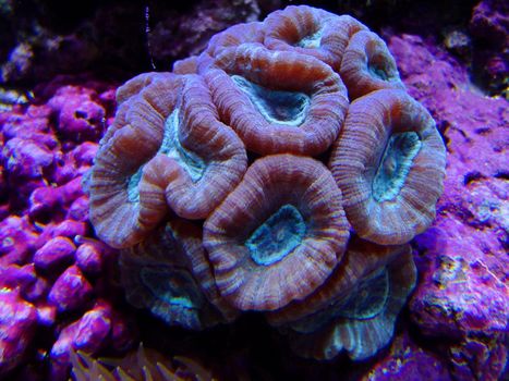 candycane corals