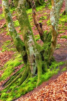 The forest of trolls - Rebild, Denmark. The enchanted forest in Rebild National Park, Jutland, Denmark.