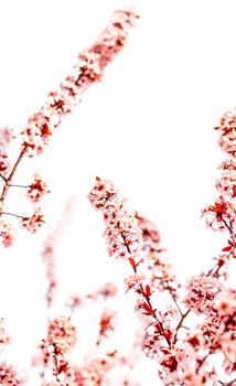 Floral blossom in spring, pink flowers as nature background