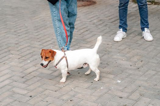 A girl and a boy are walking with a Jack Russell Terrier, walking down the street