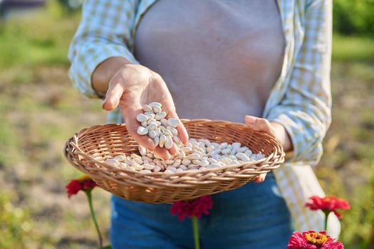 Closeup crop of dry white beans in hands of outdoor woman.