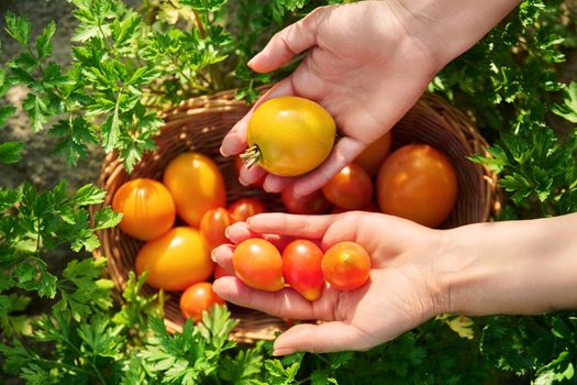 Top view of hands with tomatoes in basket, outdoor on green parsley
