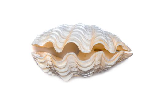 Image of seashells clam pearled on a white background. Undersea Animals. Sea Shells.