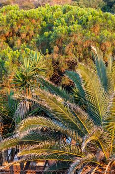 Green palm trees and bushes at Calabria seaside, Italy