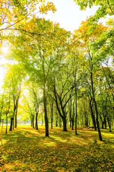 Autumn nature scene background, leaves and trees outdoors