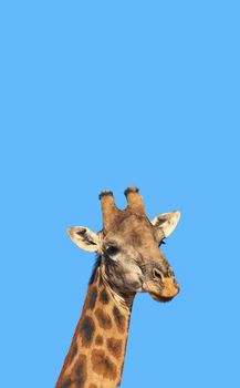 Beautiful giraffe. Portrait of a beautiful giraffe - South Africa.