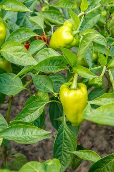 Unripe bell peppers growing on bush in the garden