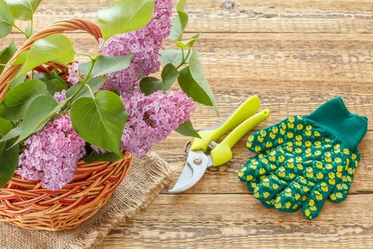 Wicker basket with lilac flowers and a pruner on wooden boards.