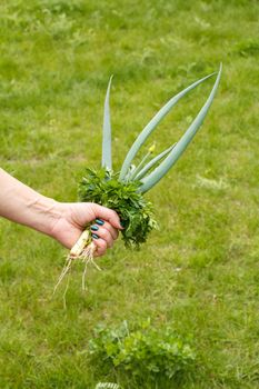 Female gardener is holding fresh green onion.