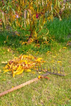 Cleaning the garden with the rake in autumn.