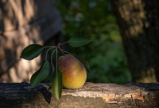 Still life of a pear with leaves on a wooden fence illuminated by a sunbeam