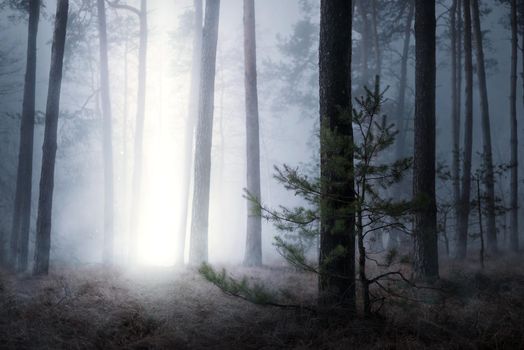 Magical picture of pine forest in night with mysterious beam of light coming from sky down to the ground