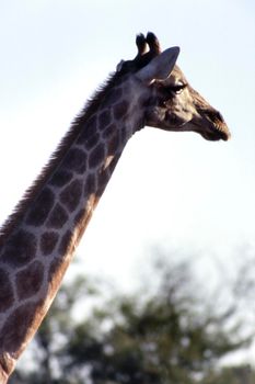 giraffe in Etosha National Park, Namibia, Africa