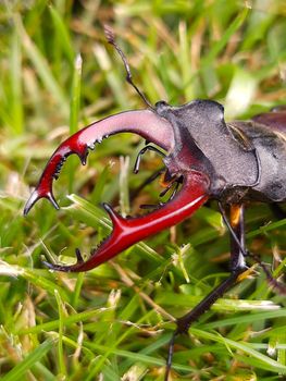 Horns of a stag beetle close-up