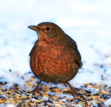A female blackbird in wintertime. A telephoto of a female blackbird in wintertime.