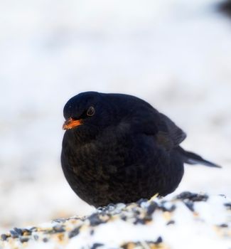 Hungry balckbird. Hungry balckbird in wintertime - snow and cold weather.