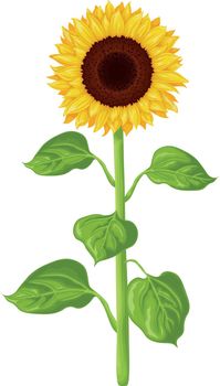 Sunflower. Image of a sunflower. The stem and flower of a sunflower with green leaves. Vector illustration isolated on a white background