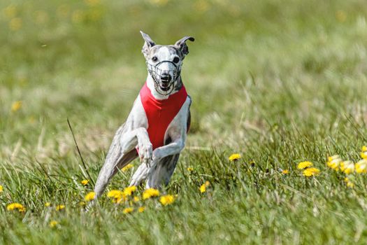 Whippet sprinter running in red jacket on coursing field at competition in summer