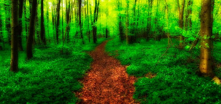 Lush forest in the spring. A photo of a trail in the forest in springtime.