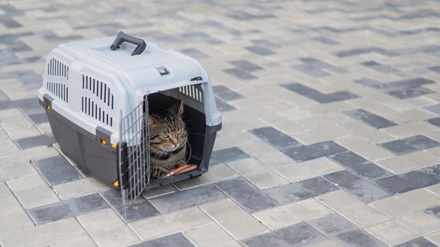 Gray tabby cat lies in a carrier on the sidewalk outdoors.