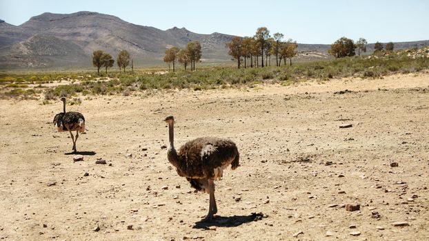 Speed matters when you cant fly. ostriches on the plains of Africa.