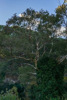 eucalyptus on a riverbank