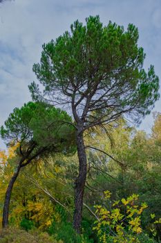 Scots pine, pinus sylvestris
