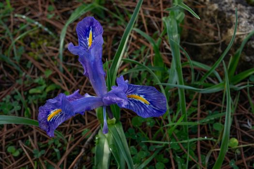 winter lily or "Iris unguicularis" wild plant of coniferous forests