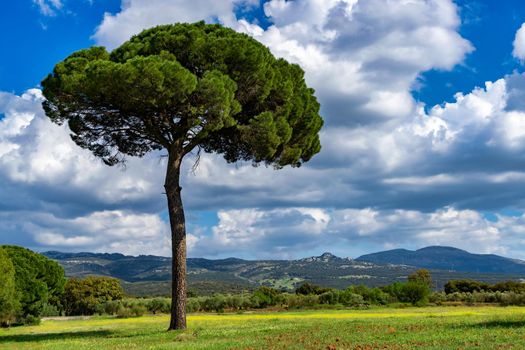 stone pine (Pinus pinea) in a green meadow with flowers and cloudy sky