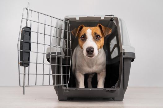 Jack Russell Terrier dog inside a travel box with open door.