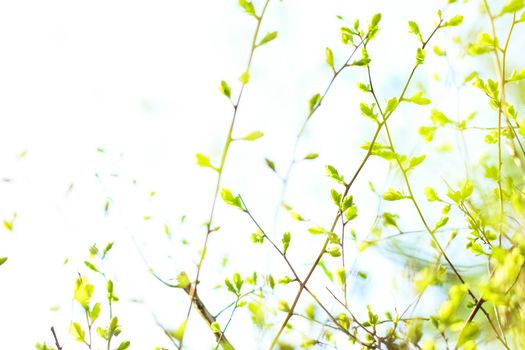 Green leaves in springtime, nature background