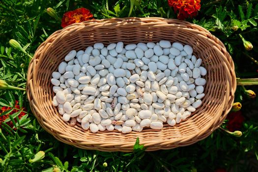 Dry legumes, white beans in a basket, on the grass top view