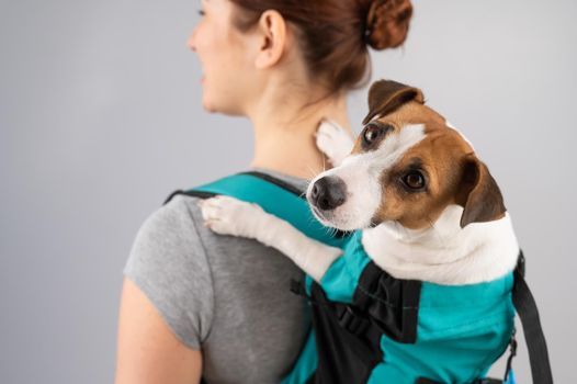 Caucasian woman carries jack russell terrier dog in her backpack.