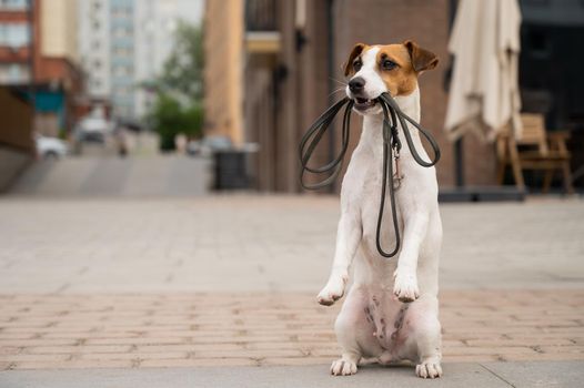 Lonely abandoned Jack Russell Terrier holds a leash in his mouth. Dog lost in the outdoors