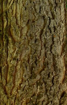 Tree bark - macro texture. Background picture.