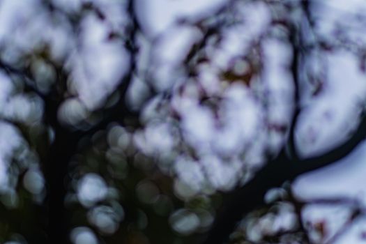 soft focus in nature with leaves and tree branches