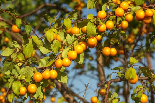 Group of yellow mirabell plums (cherry prune / Prunus domestica) on tree branch, lit by afternoon sun.