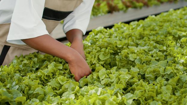 Closeup of african american worker cultivating organic lettuce checking for pests in hydroponic enviroment