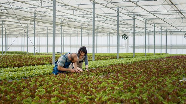 Man and woman cultivating organic crops looking for pests or damage in greenhouse