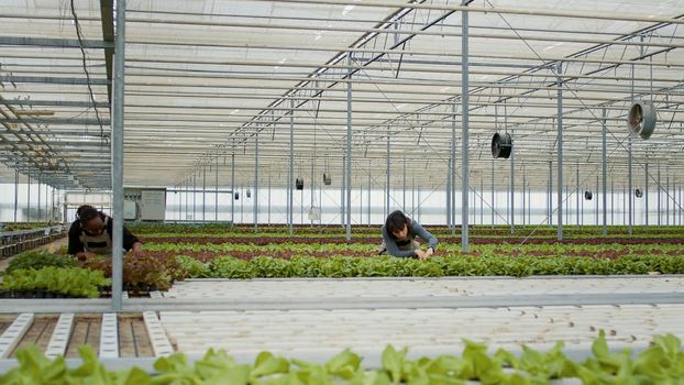 Two diverse greenhouse workers standing between rows of lettuce crops inspecting plants